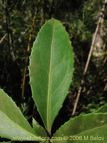 Image of Maytenus magellanica (Lea dura / Maitn de Magallanes / Palo duro). Click to enlarge parts of image.